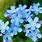 Pics of Forget Me Not Flowers