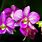 Pics of Orchids Flowers