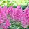 Pictures of Astilbe Plants