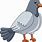 Pigeon Cartoon Images
