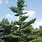 Pine Tree Varieties