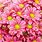 Pink Daisies Flowers