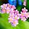 Pink Forget Me Nots Flower Images