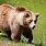 Pixabay Bear