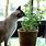 Plants Cats Like