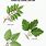 Poison Ivy Oak Sumac Plants