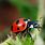 Poison Ladybug