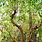 Poisonwood Tree Florida