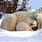 Polar Bear Family Animal
