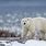 Polar Bear in Habitat