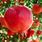 Pomegranate Tree Zones