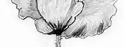 Poppy Flower Pencil Drawing