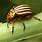 Potato Beetles Pictures