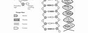 Practice DNA Structure and Replication Worksheet