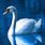 Pretty Swans