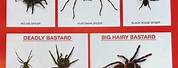 Printable Australian Spider Chart