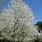 Prunus Avium Cherry Tree