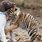 Puppy and Baby Tiger