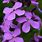 Purple 4 Petal Wildflowers