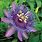 Purple Passion Flower Vine