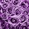 Purple Rose Texture