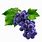 Purple Seedless Grapes