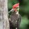 Purple Woodpeckers