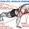 Push UPS Muscles Targeted