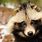 Raccoon Dog Fur