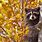 Raccoon Fall