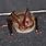Rafinesque Big-Eared Bat