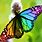Rainbow Color Butterfly