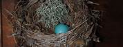 Real Bird Nest Decor