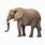 Real Elephant ClipArt