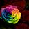 Real Rainbow Roses