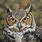 Realistic Owl Painting
