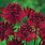 Red Astrantia