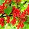 Red Currant Tree