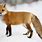 Red Fox Ontario