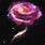 Red Rose Galaxy