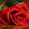 Red Rose HD