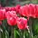 Red Tulip Flower