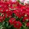 Red Verbena Perennial