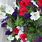 Red White and Blue Petunias