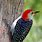 Red-bellied Woodpecker Birds