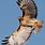 Red-tailed Hawk Wings