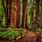 Redwood Forest Screensaver