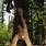 Redwoods in Northern California