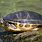 River Cooter Turtle