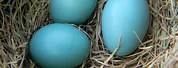 Robin Eggs